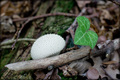 Lycoperdon per…