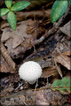 Lycoperdon per…