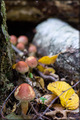 gljive i jesen