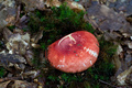 russula emetic…