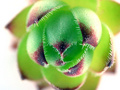 Sempervivum Te…