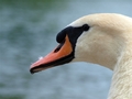 ducki