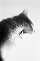feed me, seymo…