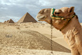 Giza