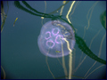 MEDUZA