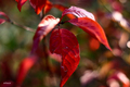 Autumn in red