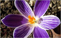Purple variati…