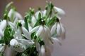 Galanthus niva…