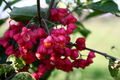 Euonymus europ…