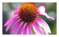 Echinacea