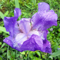 Ljubicasti Iris