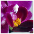 Orhideja Macro…