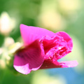 rosa (s-->z…