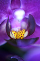 Orhideja Macro…