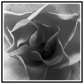 BW Rose