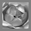 Rose BW - rodj…