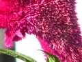 priroda 013