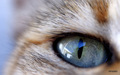 Cat Eye