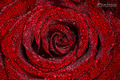 Rosa na ruzi 2
