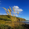 Bethells Beach