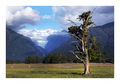 Fox Glacier 