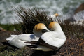 Gannets