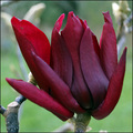 Magnolia