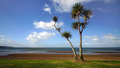 Cabbage Tree