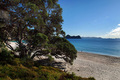 Pohutukawa