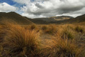 Red Tussock