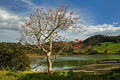 Puriri Tree