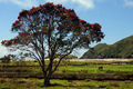 Pohutukawa