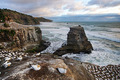 Muriwai gannet…