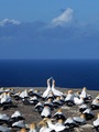 Gannets 