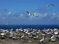 Gannets