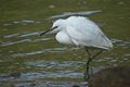 Little white c…