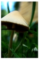 Shroom