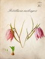 fritillaria me…