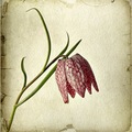 fritillaria me…