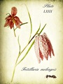 fritillaria me…