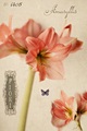 Amaryllis