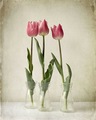 tri tulipana