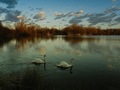 labuđe jezero