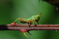 Mini Grasshopp…
