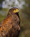 Harris hawk