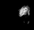Ovca u tami