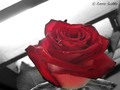 Red rose