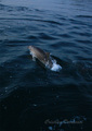 Delfin 5