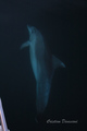 Delfini Ispod …