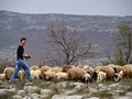Urbana pastiri…